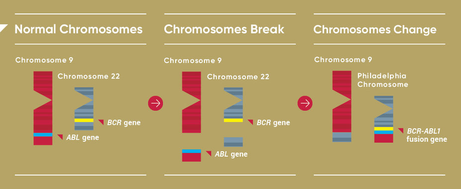 Diagram of normal chromosomes, a chromosome break, and a chromosome change